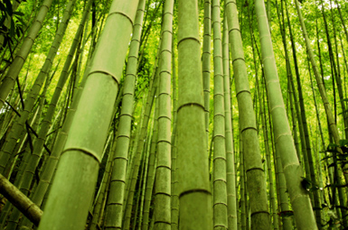 bamboo is a natural, renewable alternative to plastic